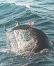 A California sea lion rips apart a thresher shark