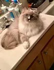  A Cats Sink Saga