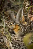 A chipmunk with a botfly larvae on it's neck 