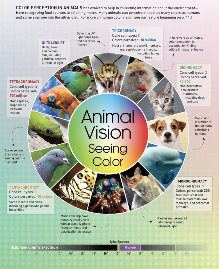 A cool guide to the color perception in animals