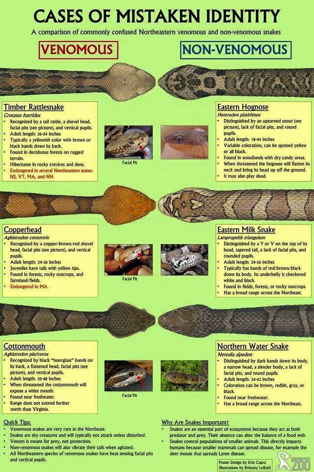 View of A Cool Guide to Venomous and Non-Venomous Snakes | Scrolller