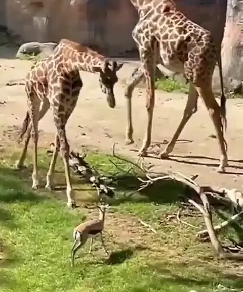 A giraffe's help