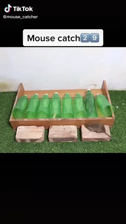 A humane way to catch rats