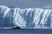 A humpback whale swimming past an iceberg in Disko Bay near Ilulissat, Greenland. Photo by Sean Gallup