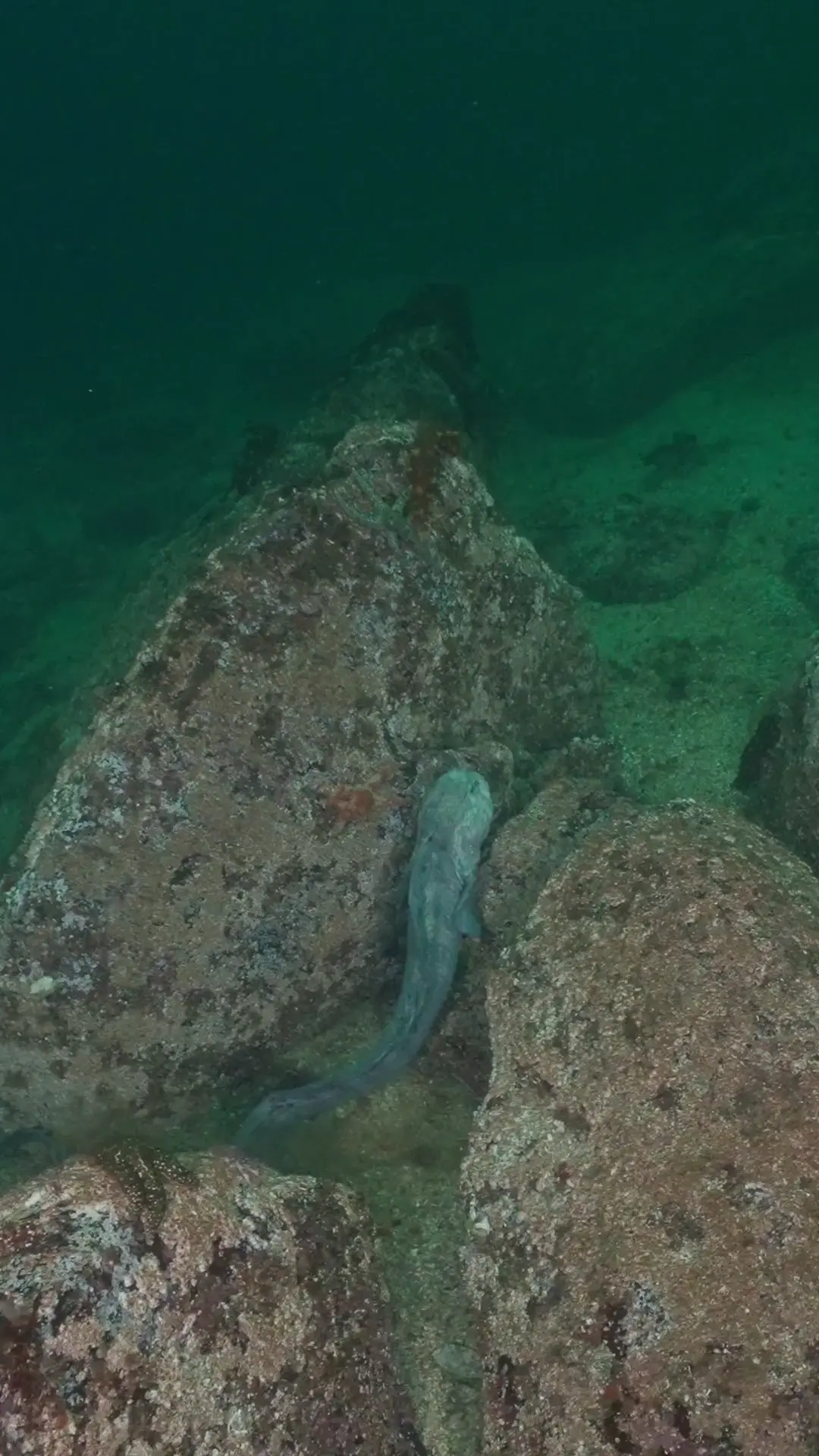 A Large Male Wolf Eel - 5 Fathom Reef - Port Hardy, British Columbia