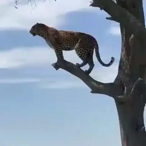 A leopard and his tree.