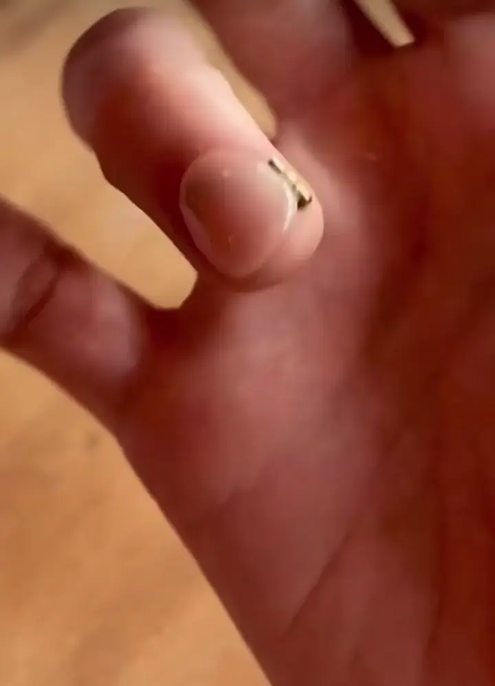 A pet silverfish 