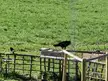 A raven stopped by our feeding station. The size difference is quite big compared to magpies and crows.