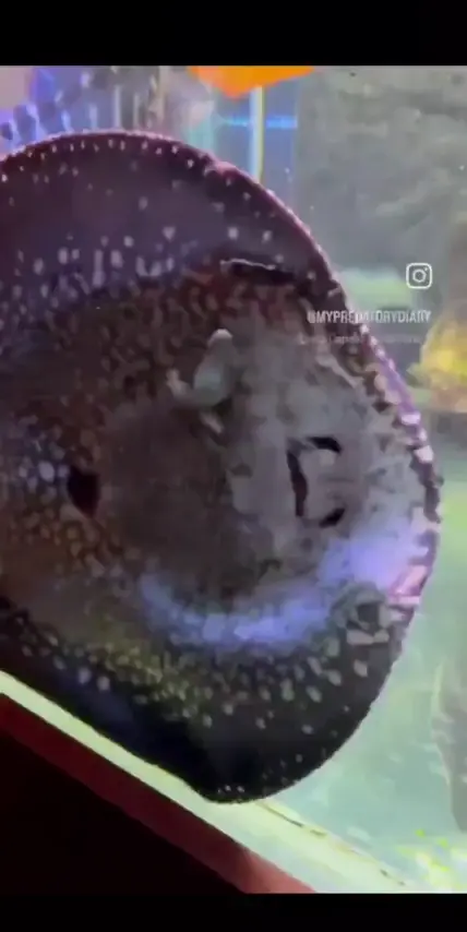 A ray eating a frog