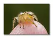 A Red-Eye Jumping Spider I happened to see this morning 