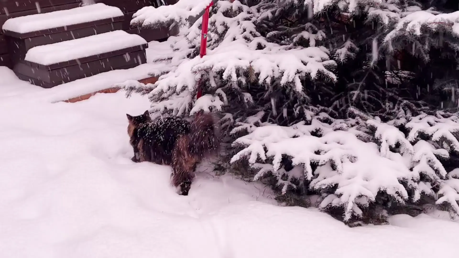 A snow worm must’ve bit his bottom