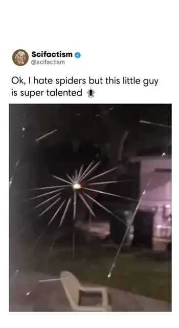 A spider weaves a web
