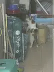 a thief stealing cat food 