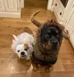 A unicorn and a moose walk into a bar …….