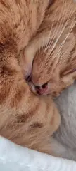 a very small blep from my girl