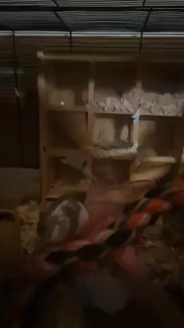 a video of my sweet late girl Milky running with her sister Coco