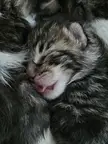 a week old and already blepping