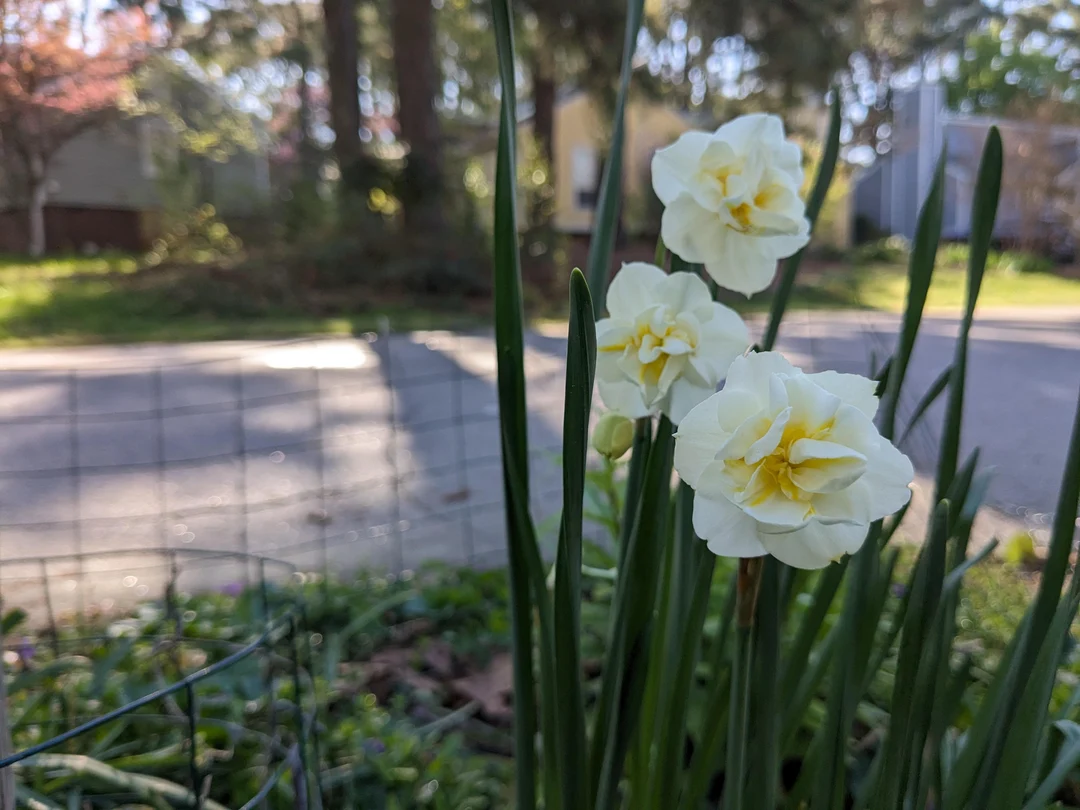 I love this cultivar of daffodil | Scrolller