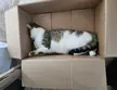 Hello Fresh box turns into Hello bed box