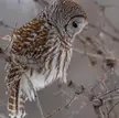 Highlight of the day was this beautiful Barred Owl