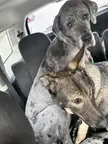 Puppies. Squirrel and mose