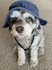 My dog in his floppy hat