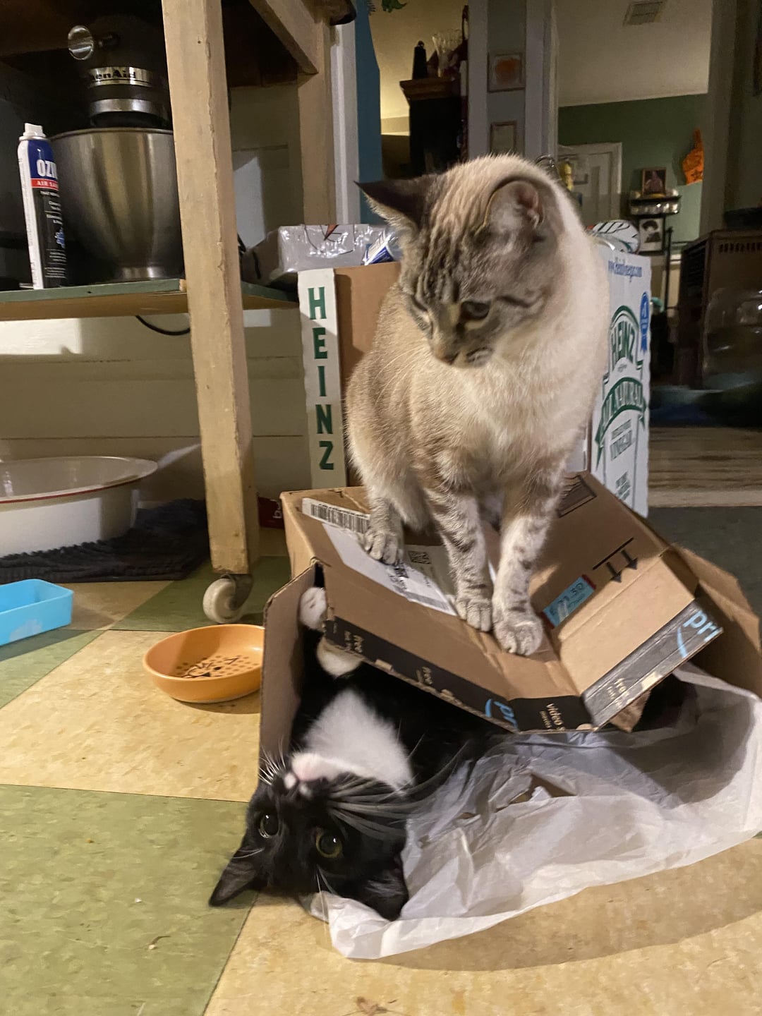 TheCatTrapIsWorking