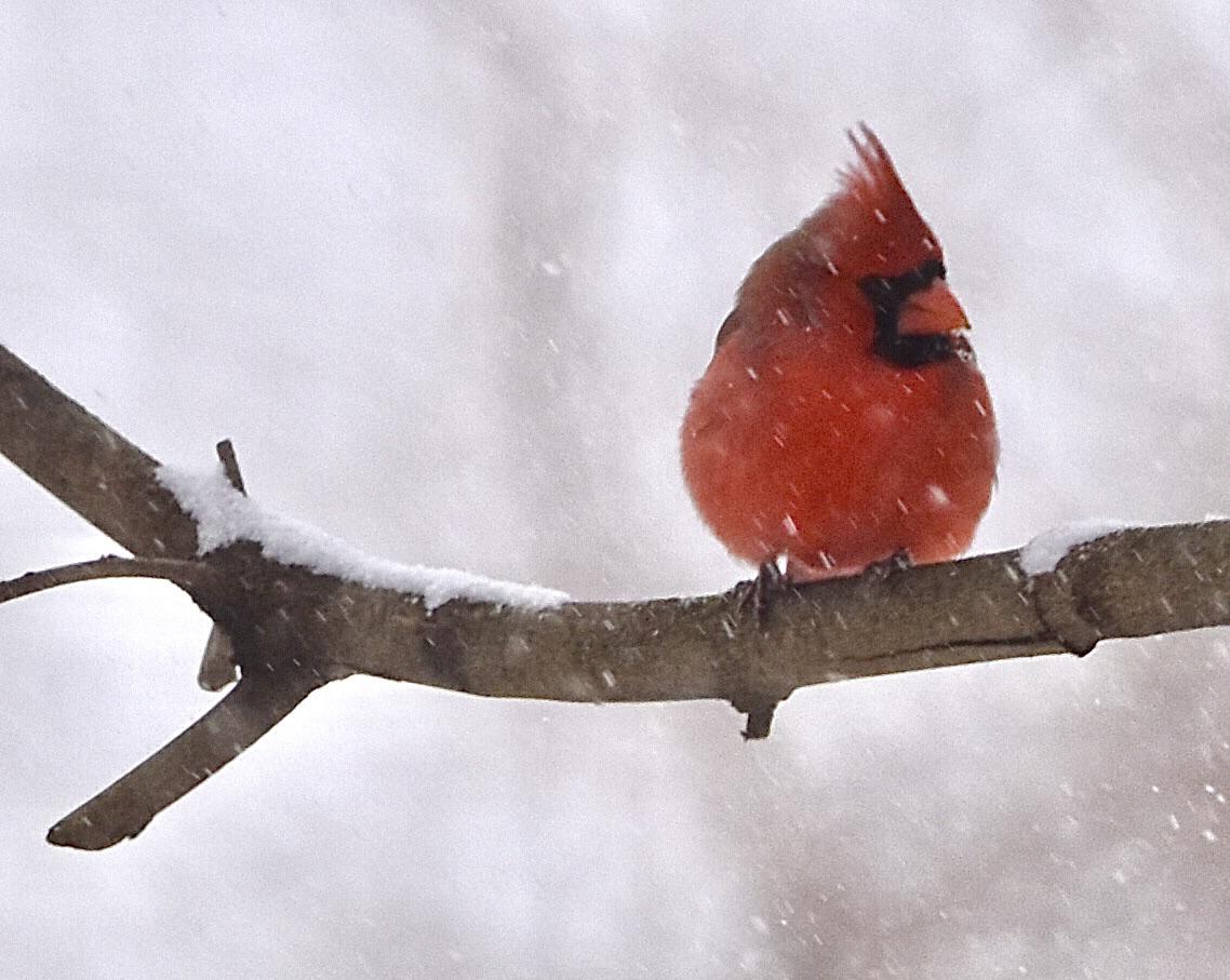 A Northern Cardinal in the snow