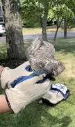 Brancher Eastern Screech Owl I captured to bring to the rehab center I work at for an injury to his right eye (not pictured)