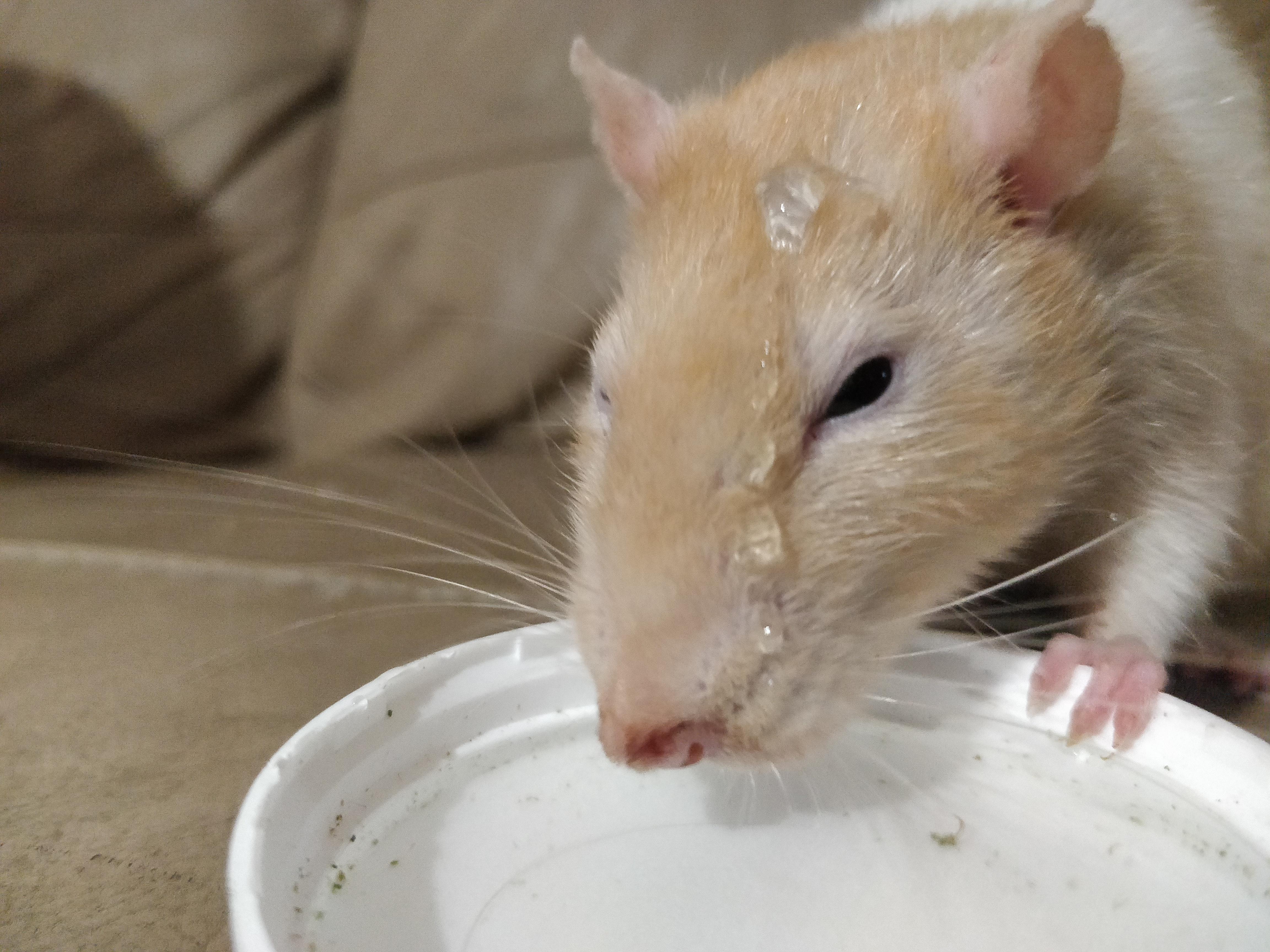 Water Drop Head 💦