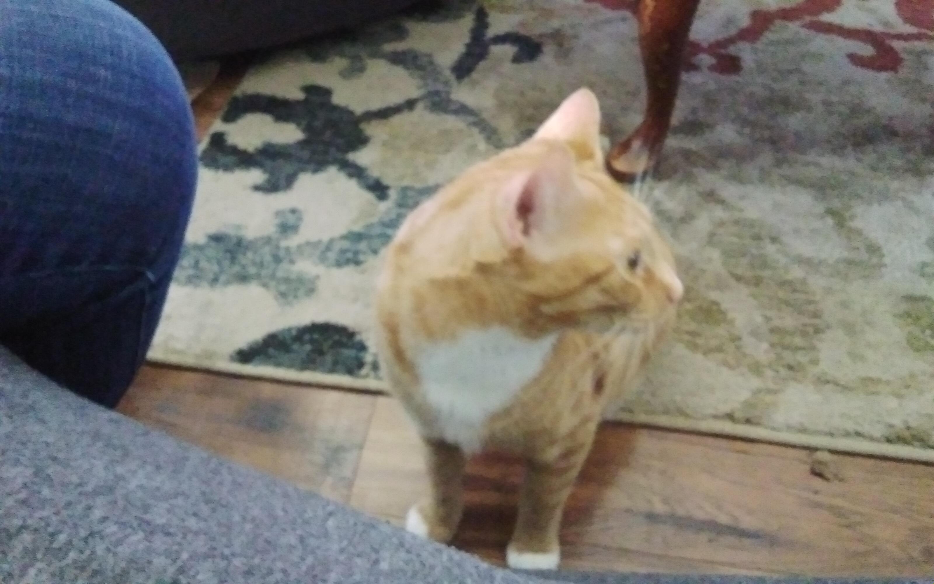 A cat named garfield (not from the tv show, irl, sorry for blur)