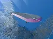 Bryde's Whale Art