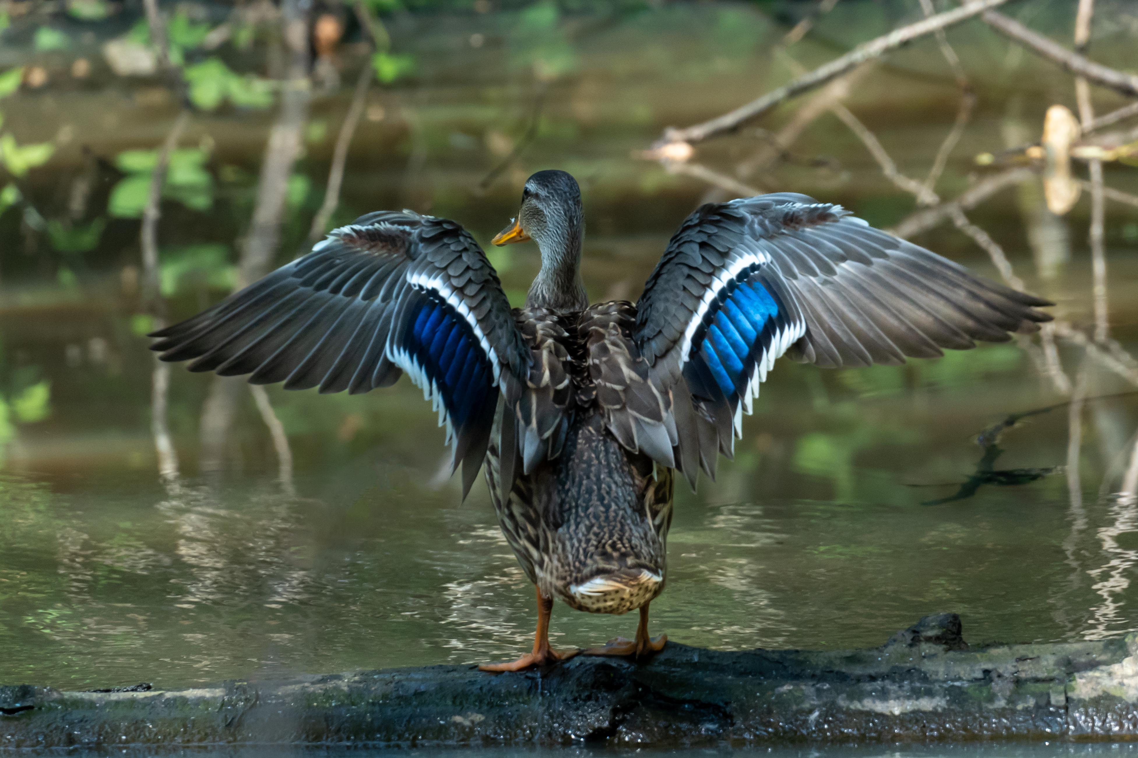 Ready to Fly