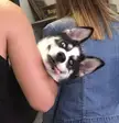 Saw this face while waiting in line to sign in at a vet office.