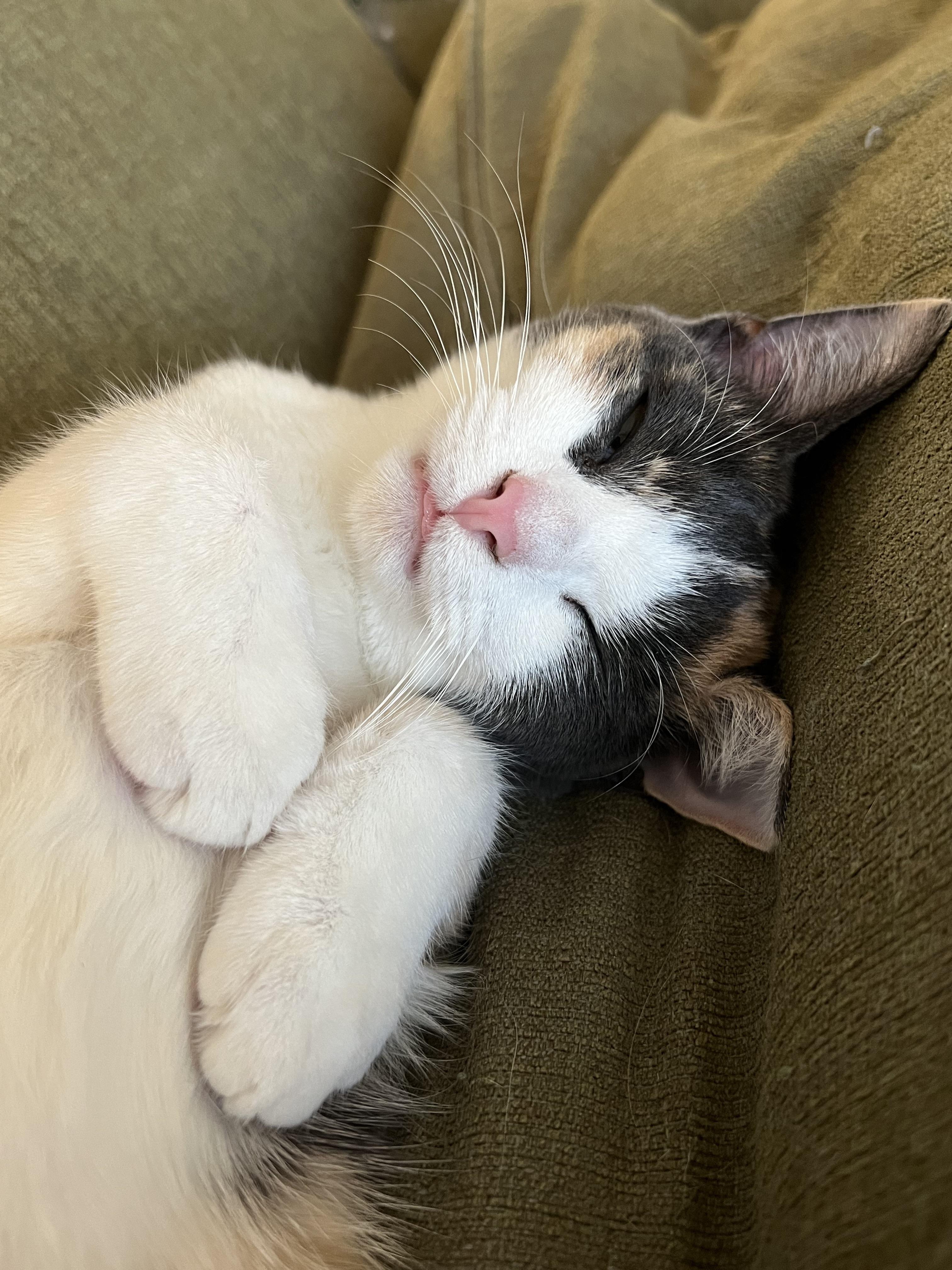 Microblep