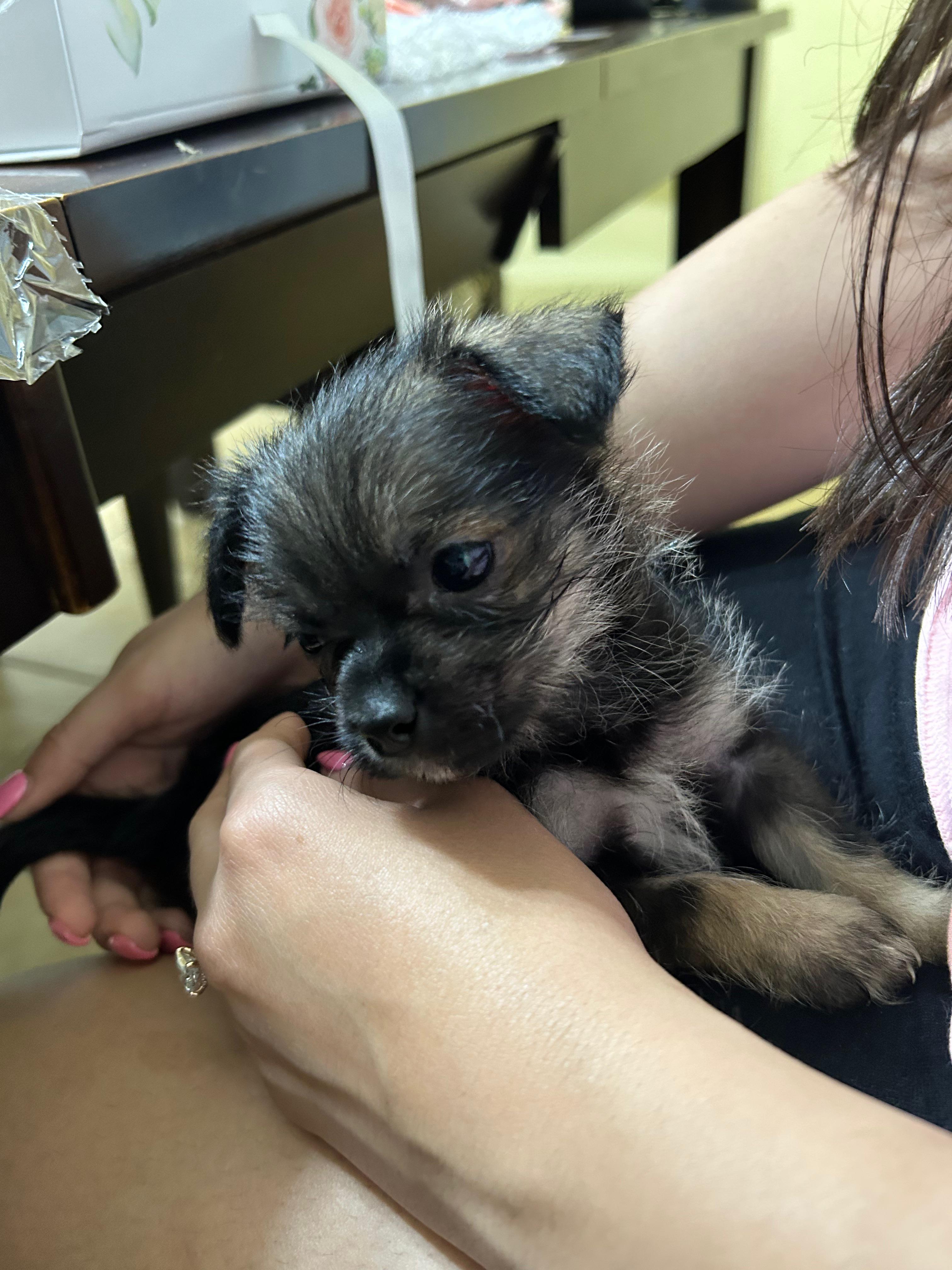 Our 6 week old puppy. Is she full Shih Tzu or mixed with something else?