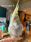 A true pear shape.