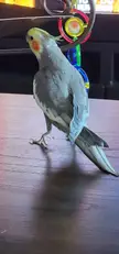 High Heel Look