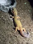 leopardgeckos