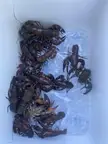 Oregon crawdads