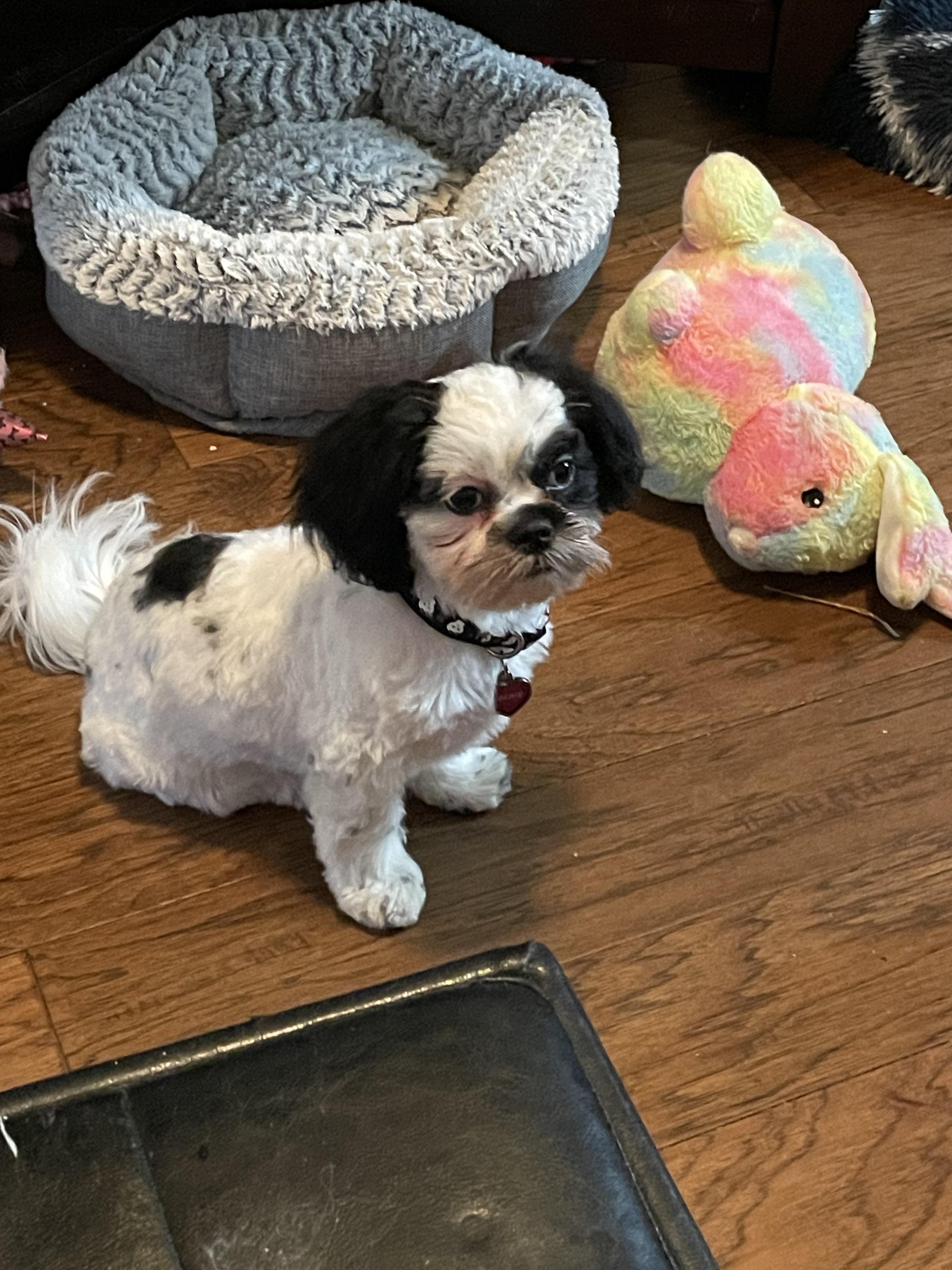 Ms Eclair got a haircut and turned into a spaniel.