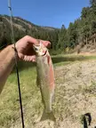 What species is this trout? Pend Oreille County, WA
