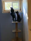 Some people where not sure if my previous post was a real cat or not, here he is in all of his thick glory. (He’s on the left)
