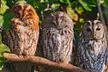 Owls on a branch by Richard Wayne