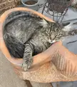 Bip is mean as sin, but makes a lovely potted cat!