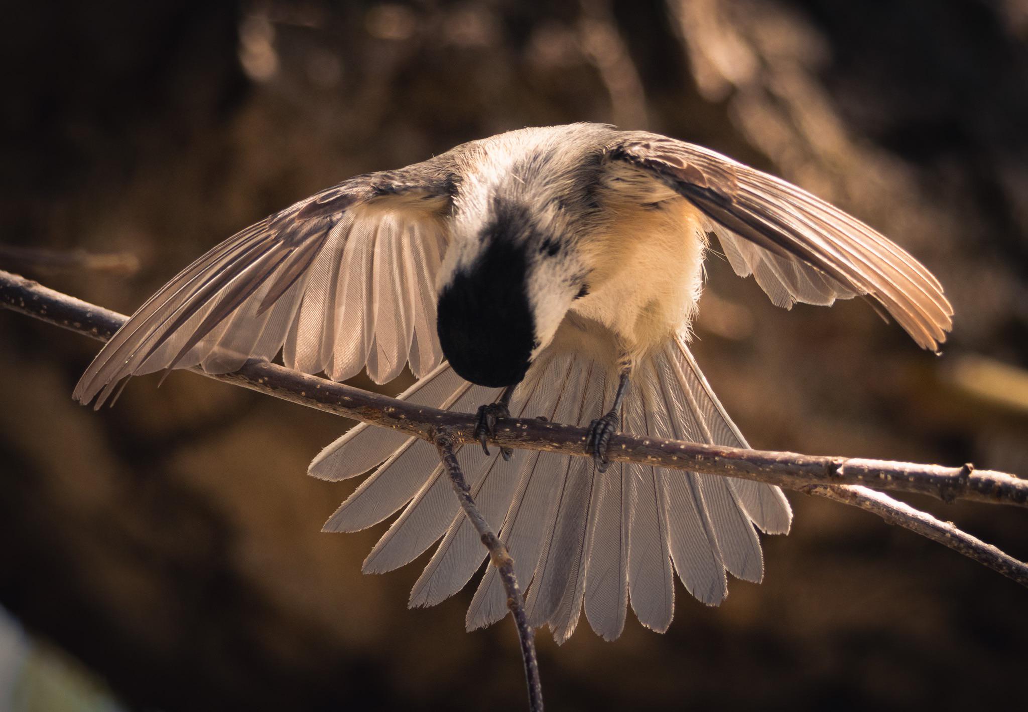 One of my favorite photos I’ve taken of a black-capped chickadee ...