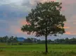 Rural Sunset Tree in India
