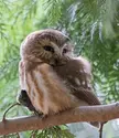 Saw-whet Owl in a cedar tree..