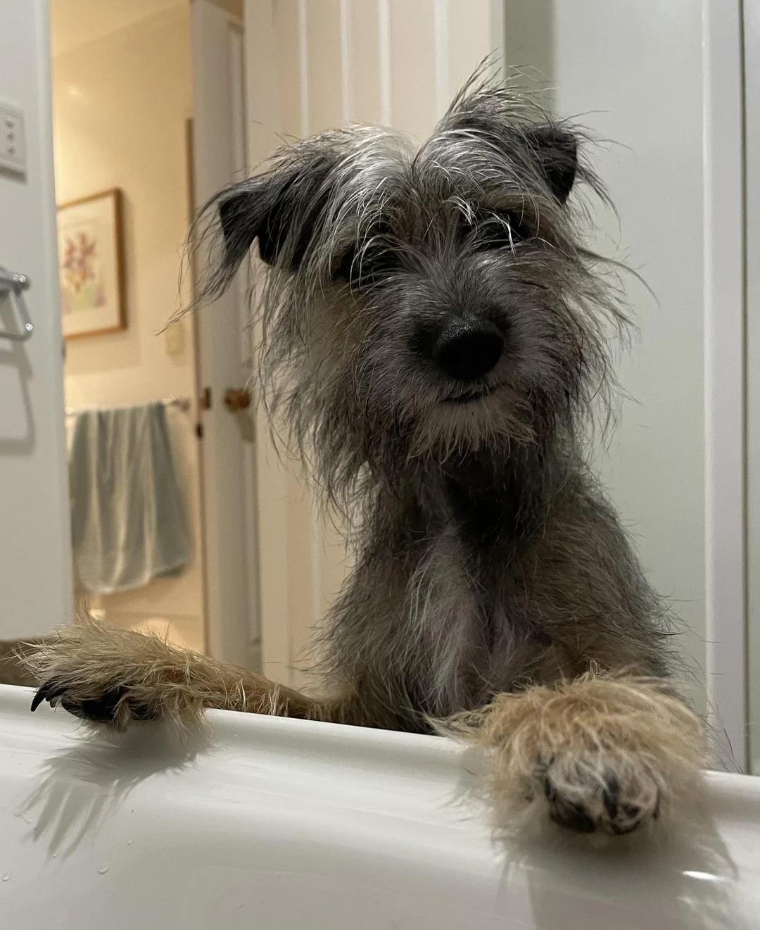 Pip wondering what I’m doing in the bath | Scrolller