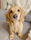This Cute Dachshund 🐶 